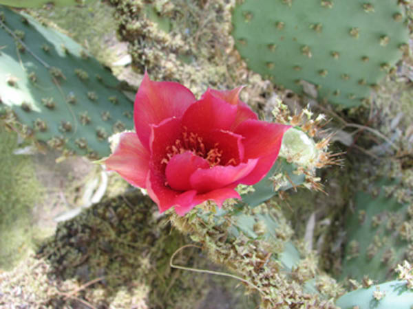 CactusFlower1