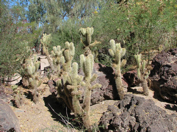 CactusGarden023