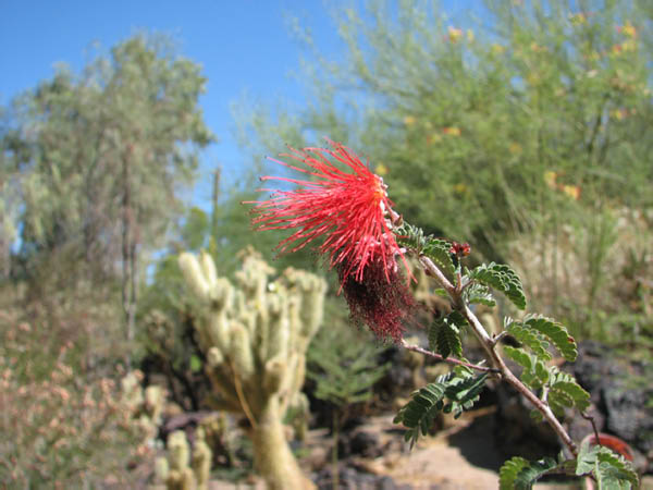 CactusGarden025