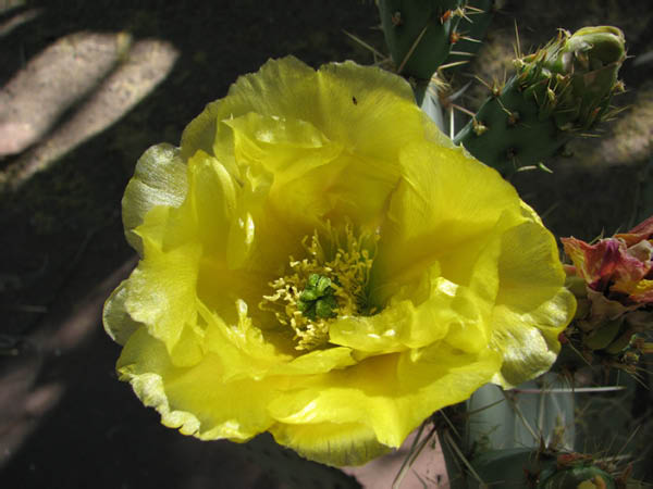 CactusGarden029