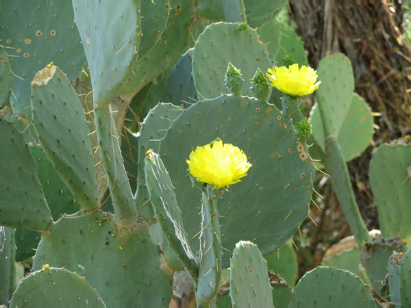 CactusGarden037