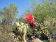CactusGarden025